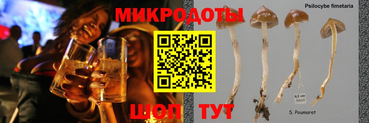 Галлюциногенные грибы Psilocybine cubensis Тосно